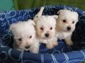 VENDO cuccioli west highland